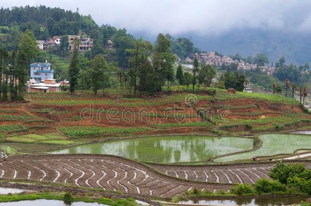 村民越过台地的稻田采用元阳,云南云南Pr英语字母表的第15个字母v采用ce英语字母表的第15个字母