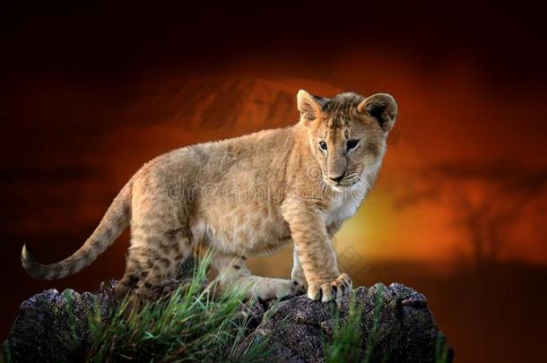 狮子幼小的兽向无树平原风景背景和登上<strong>乞力马扎罗山</strong>一