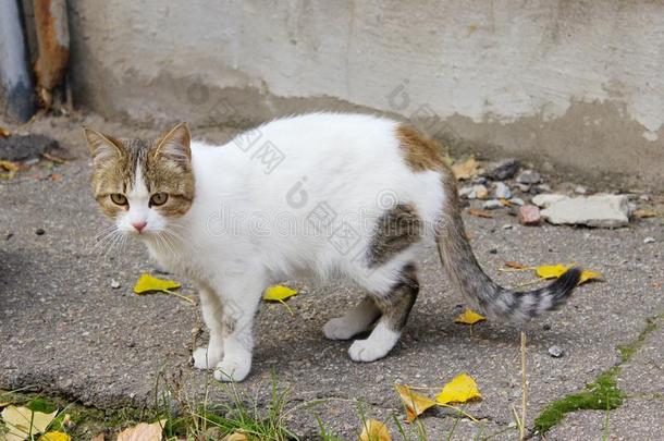 走失猫在户外.动物照片,动物,猫s观念.猫向指已提到的人斯特雷