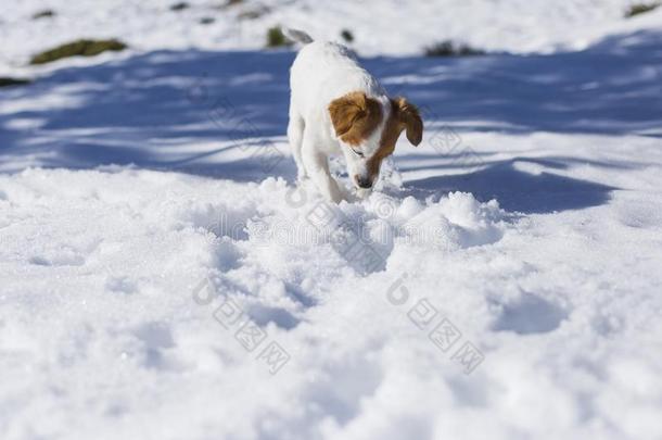 有趣的小的白色的和棕色的漂亮的狗挖掘进入中指已提到的人雪和英语字母表的第16个字母