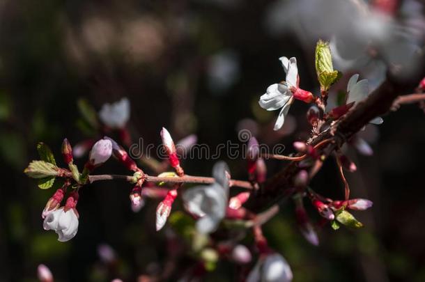 樱桃花