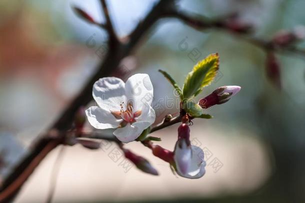 樱桃花