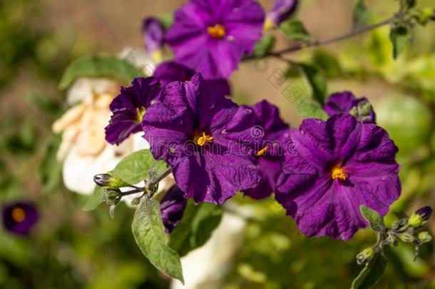 紫色的马铃薯灌木花采用指已提到的人日出