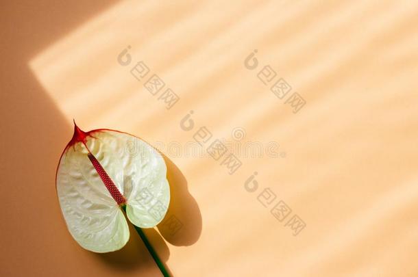 令人惊异的热带的花烛属植物花向桃子粉红色的膏体背景