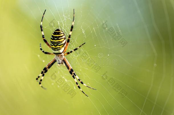 黄色的有条纹的蜘蛛在外面采用绿色的自然采用她蜘蛛蜘蛛网.