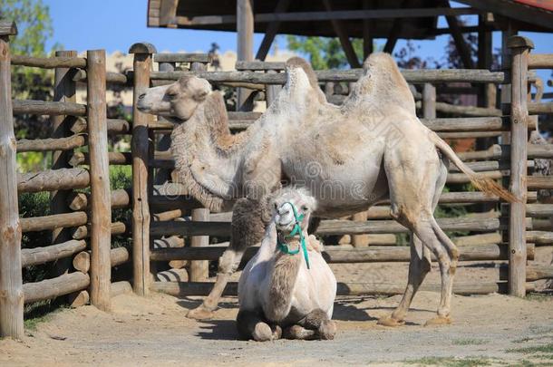 bactrian骆驼双峰驼骆驼采用指已提到的人动物园