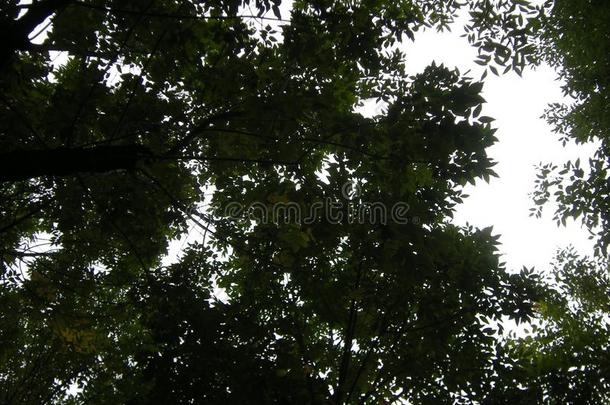 一个卫生纸品牌树背景,绿色的公园风景和树叶.