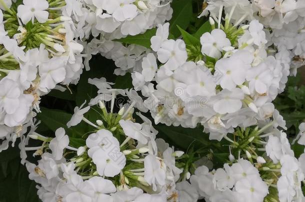 花草夹竹桃属植物白色的花草夹竹桃属植物白色的