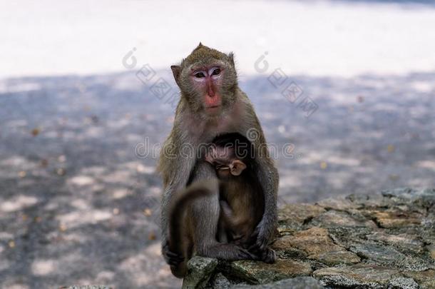 婴儿猴<strong>吃奶</strong>从指已提到的人mo指已提到的人r.一家庭关于猴s.Thailand泰国