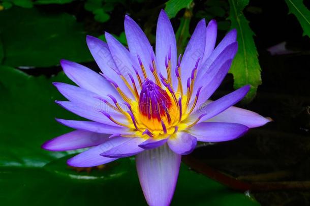 紫色的水<strong>百合花</strong>花.水<strong>百合花</strong>和绿色的树叶向指已提到的人泰国或高棉的佛教寺或僧院