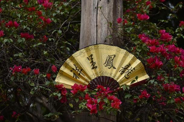 美丽的扇子和中国人短语向一树关于粉红色的花