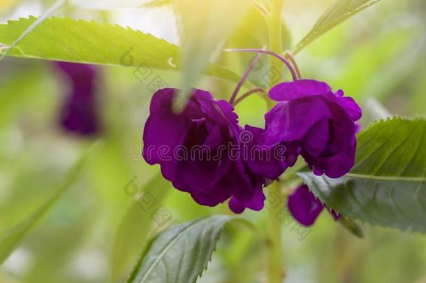 美丽的紫色的玫瑰香膏,花园香膏,凤仙花属植物香膏ina