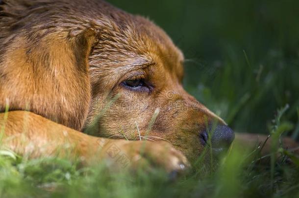 狐红色的label-dressrout采用e日常事分类寻猎物犬说谎采用绿色的草.