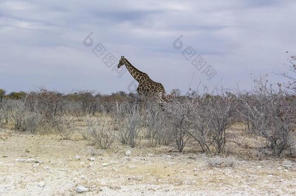长颈鹿,依多沙国家的公园,纳米比亚.非洲
