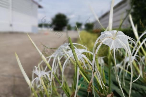 水鬼蕉属卡里巴亚花和白色的颜色