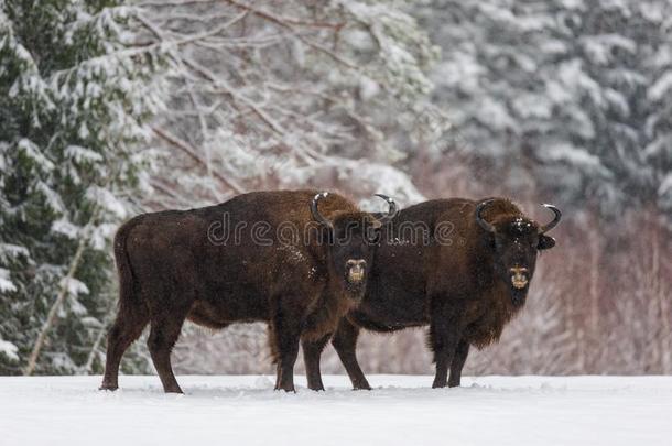 两个欧洲野牛或野牛博纳索斯.欧洲的棕色的野牛欧洲野牛,num.一
