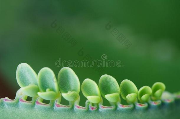 高凉菜品纳塔,关在上面关于高凉菜品纳塔植物