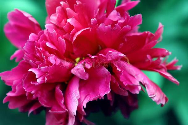 美丽的红色的或粉红色的新鲜的花,牡丹采用阳光.