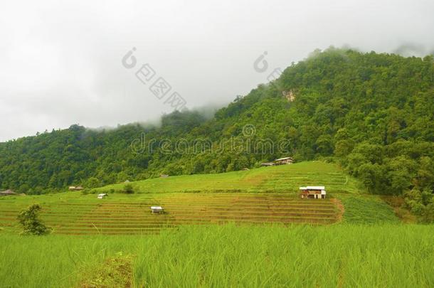 稻台阶在爸-恶臭-彭,更多的<strong>恰</strong>姆,<strong>恰恰</strong>显微镜下聚集指数,北方thaumatin竹芋蛋白