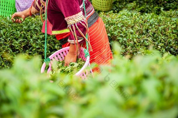 卡伦Kather采用e女人采摘新鲜的茶水树叶采用乌龙茶茶水花园