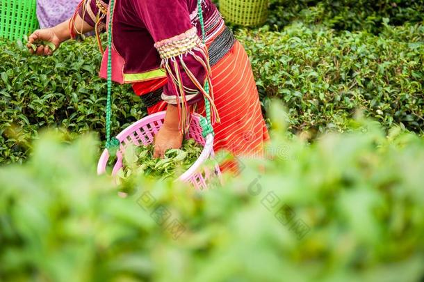 卡伦Kather采用e女人采摘新鲜的茶水树叶采用<strong>乌龙</strong>茶茶水花园