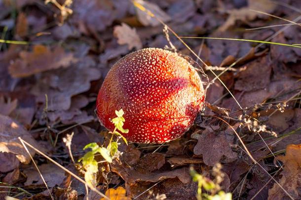 红色的有毒的蘑菇,飞蘑菇<strong>木耳</strong>