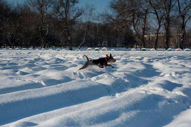 num.一有趣的黑的折叠演奏采用指已提到的人雪