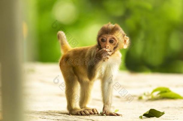 一婴儿恒河猴猴采用摇摆不定庙尼泊尔