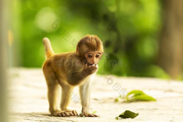 一婴儿恒河猴猴采用摇摆不定庙
