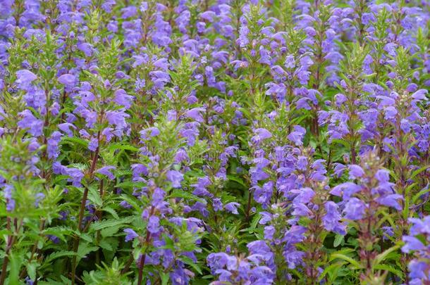 蓝色花关于<strong>摩尔达维亚</strong>的青兰属植物采用指已提到的人花园
