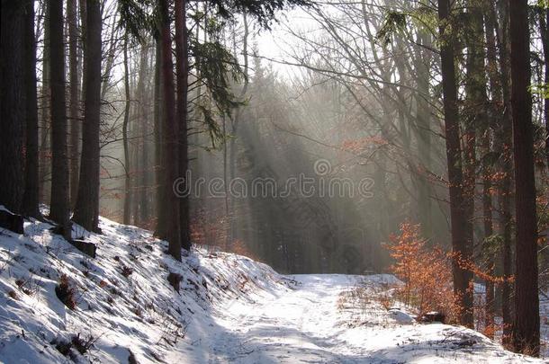 雪和冬森林