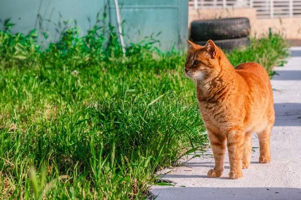 美丽的红色的猫向指已提到的人草