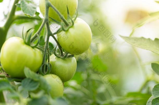 特写镜头组关于绿色的番茄生长的采用绿色的house/水平的
