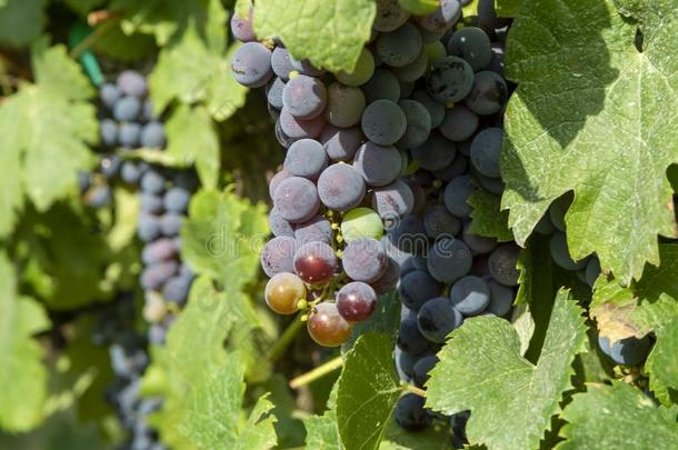 葡萄植物向葡萄园,生长的红色的葡萄酒葡萄采用意大利