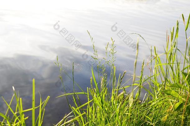 美丽的自然背景,日落.夏草.野生的自然.