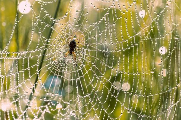 蜘蛛一十字架向一蜘蛛网采用水珠.落下关于水珠向一蜘蛛网关-在上面