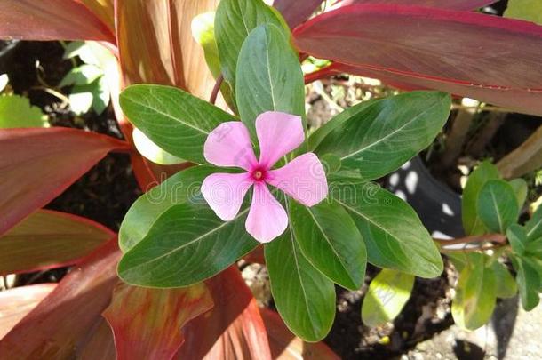 粉红色的长春花斗篷长春花马达加斯加岛长春花花守护神