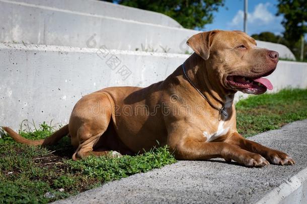 金色的斗牛犬小猎狗