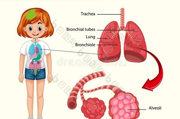 科学的医学的说明关于健康的肺解剖