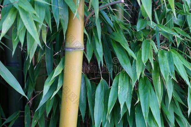 常绿植物刺竹属植物和金色的竹子茎和绿色的人名