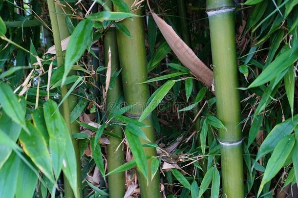 常绿植物刺竹属植物和金色的竹子茎和绿色的人名