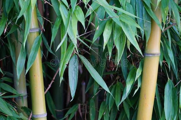 常绿植物刺竹属植物和<strong>金色</strong>的<strong>竹子</strong>茎和绿色的人名