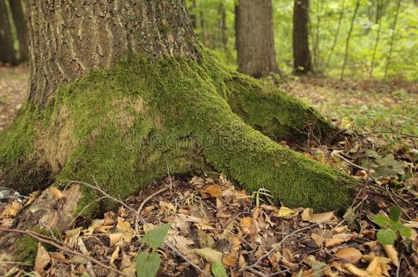 树树干根采用苔藓
