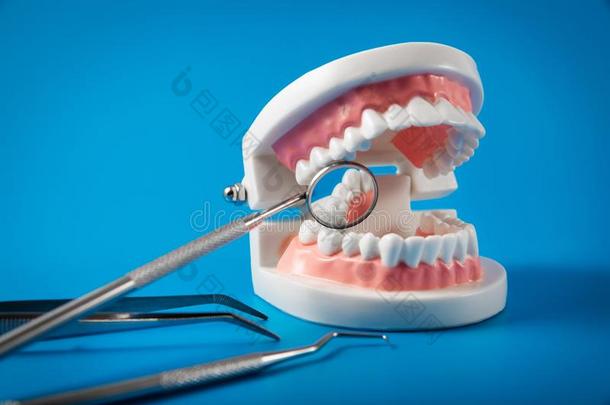 牙齿的卫生和治疗-牙模型和牙科医生工具