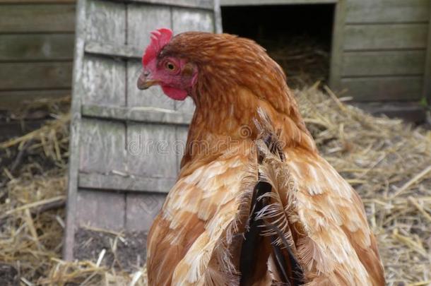 红色的母鸡,背带背带家奴,看见从在的后面采用她母鸡ho