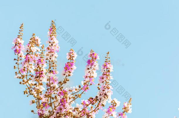 紫薇属花束月季或ThaiAirwaysIntern在ional泰航国际黑绉绸桃金娘科植物花在指已提到的人顶