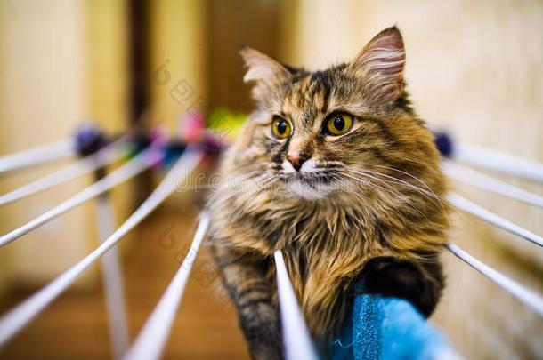 有趣的猫说谎向烘干衣服