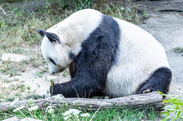 巨人熊猫吃竹子新芽和一次向指已提到的人地面