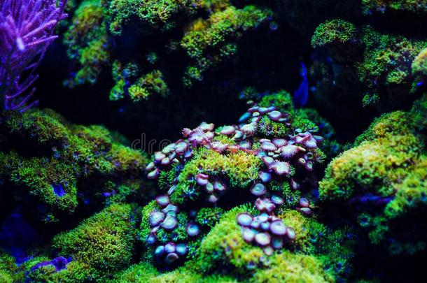 在水中的,在水中的世界,珊瑚礁