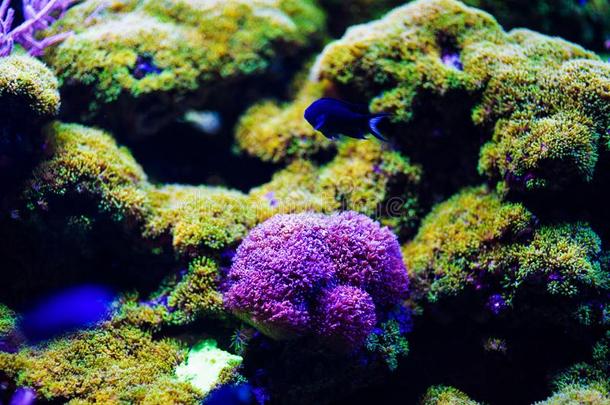 在<strong>水中</strong>的,在<strong>水中</strong>的世界,珊瑚礁